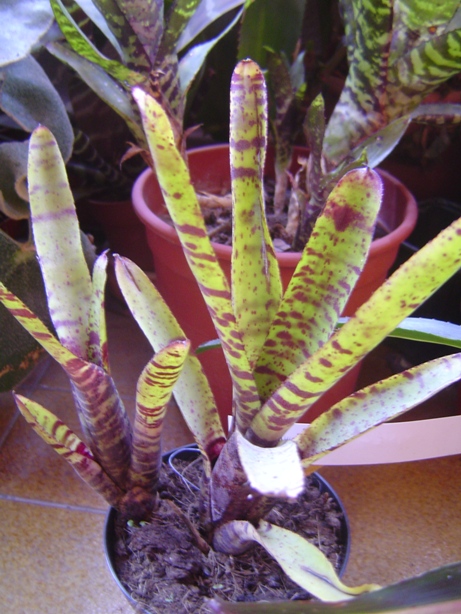 Bromelias26-12-2012002_zpse54e2712.jpg