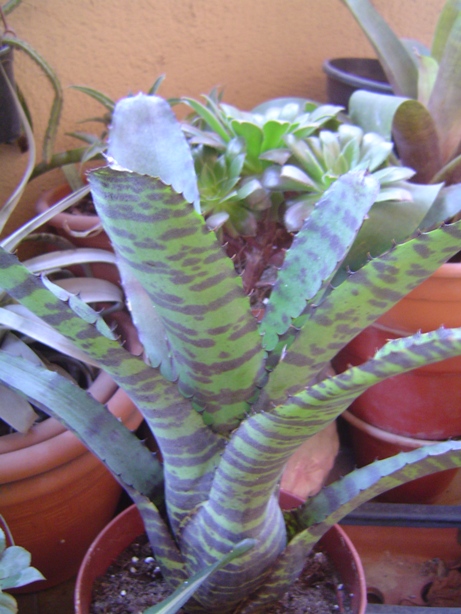 Bromelias26-12-2012003_zps1b5a408e.jpg