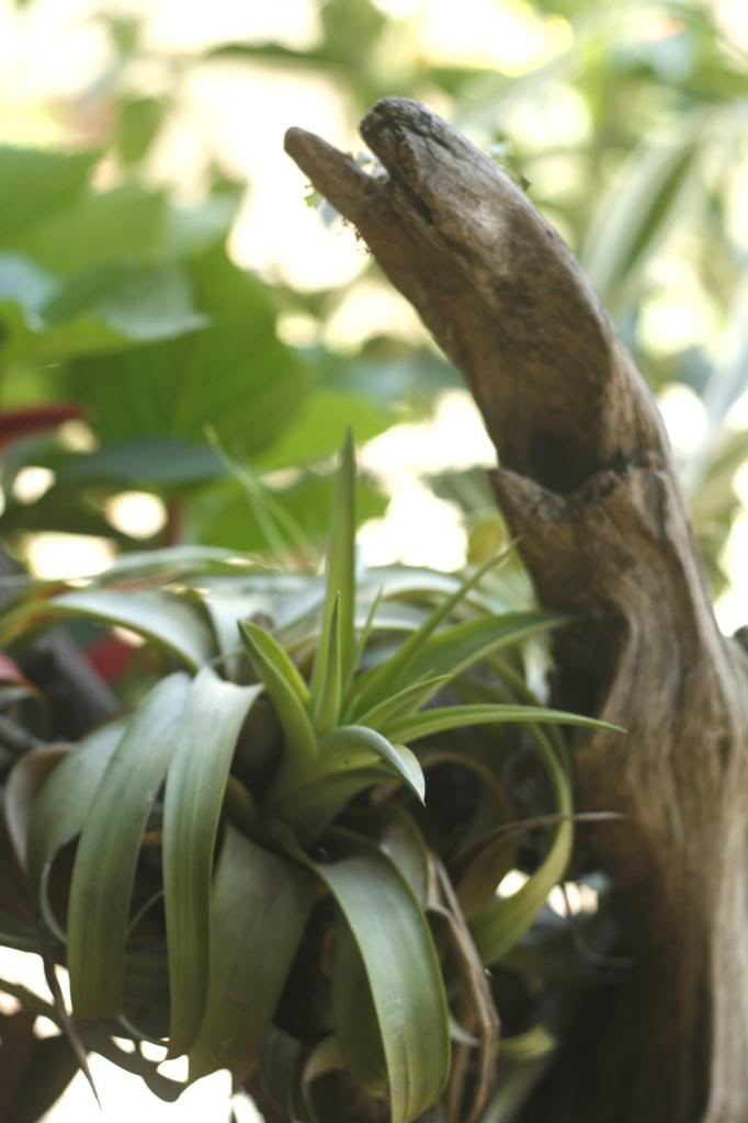 bromelias_1_zps6c7cae4f.jpg