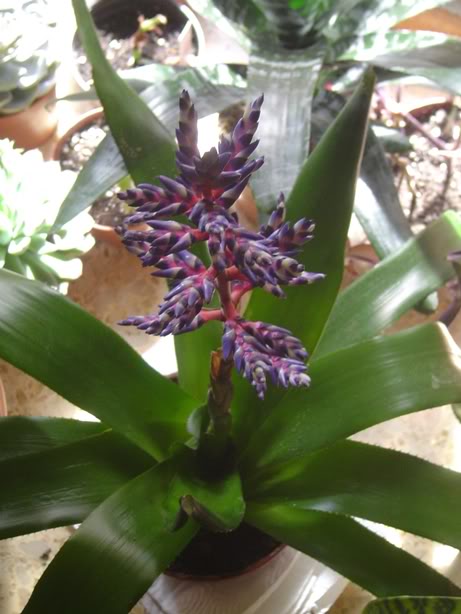 BromeliasyBegoas001.jpg