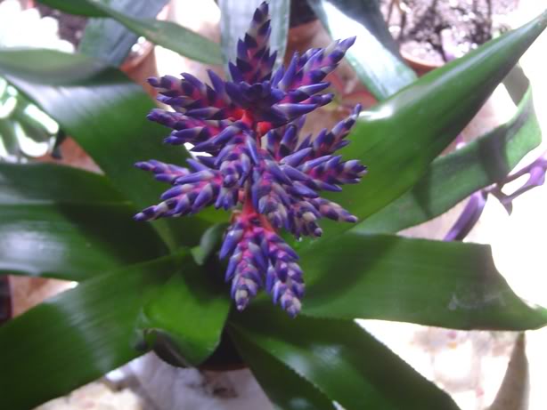 BromeliasyBegoas002.jpg