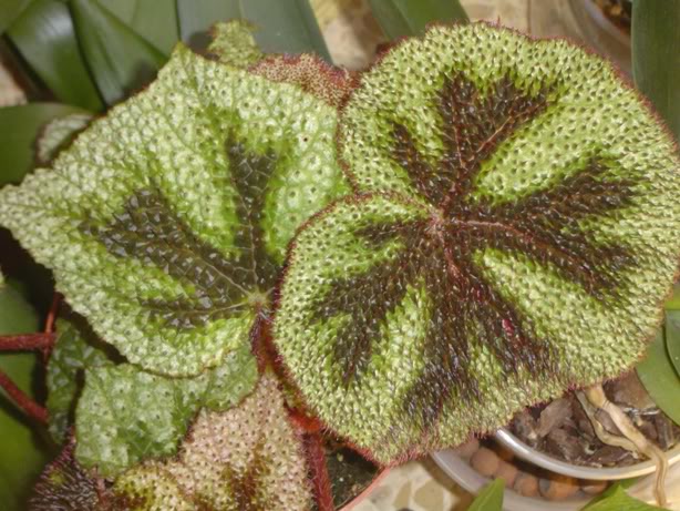 BromeliasyBegoas003.jpg