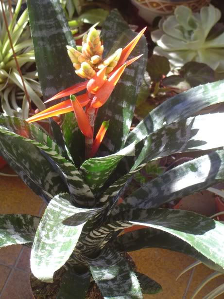 BromeliasyBegonias024.jpg