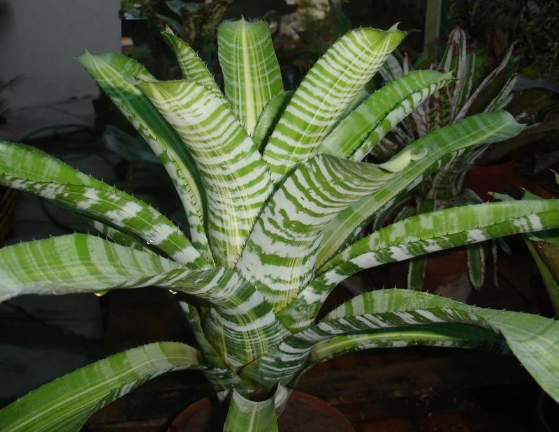 BROMELIEN1.jpg