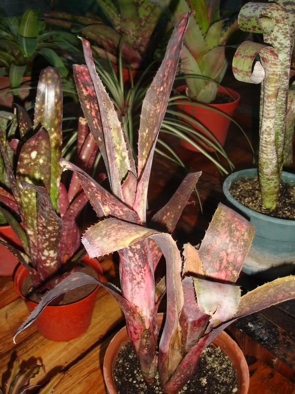 BROMELIEN10.jpg