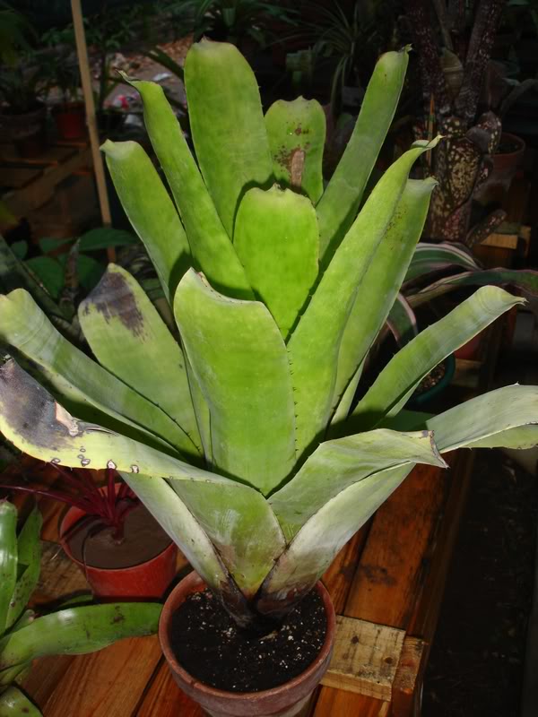 BROMELIEN12.jpg