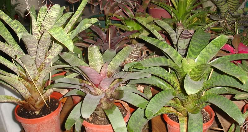 BROMELIEN13.jpg