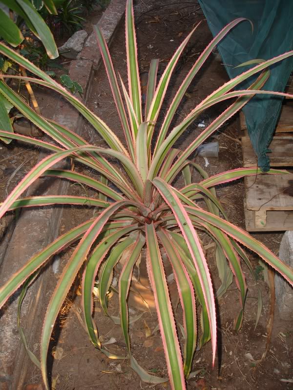 BROMELIEN14.jpg