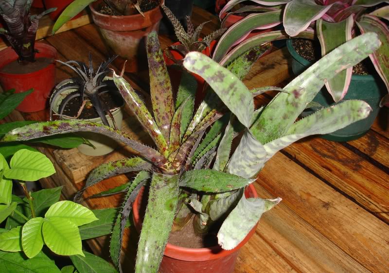 BROMELIEN15.jpg