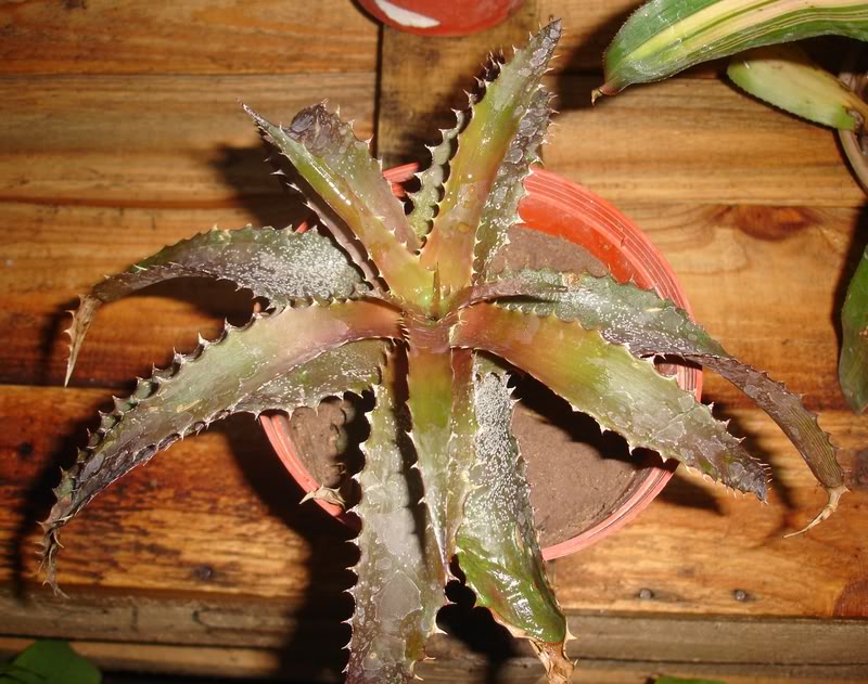 BROMELIEN16.jpg