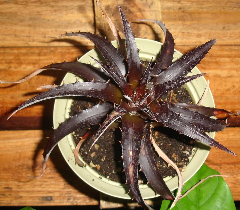 BROMELIEN17.jpg