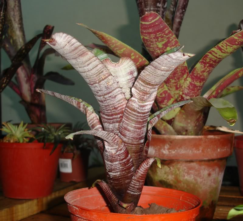 BROMELIEN18.jpg