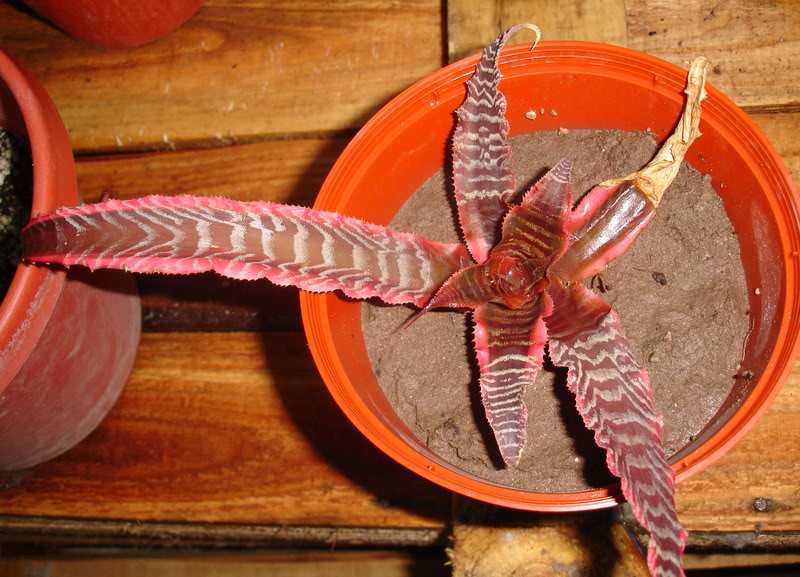 BROMELIEN19.jpg