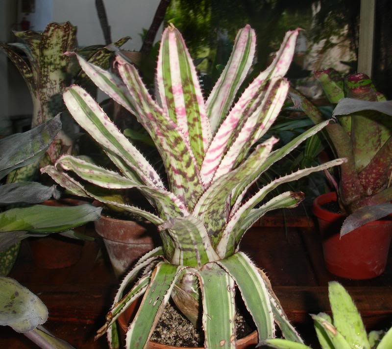 BROMELIEN2.jpg