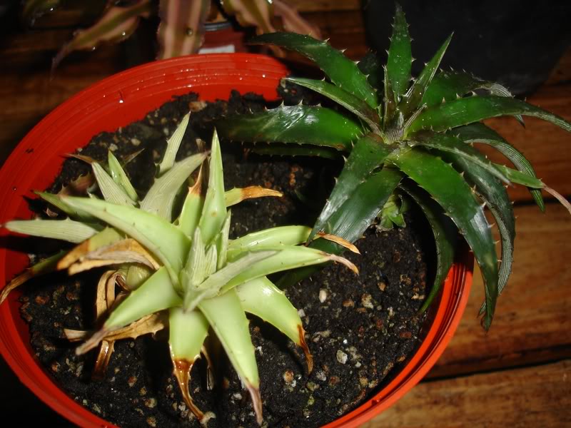 BROMELIEN20.jpg