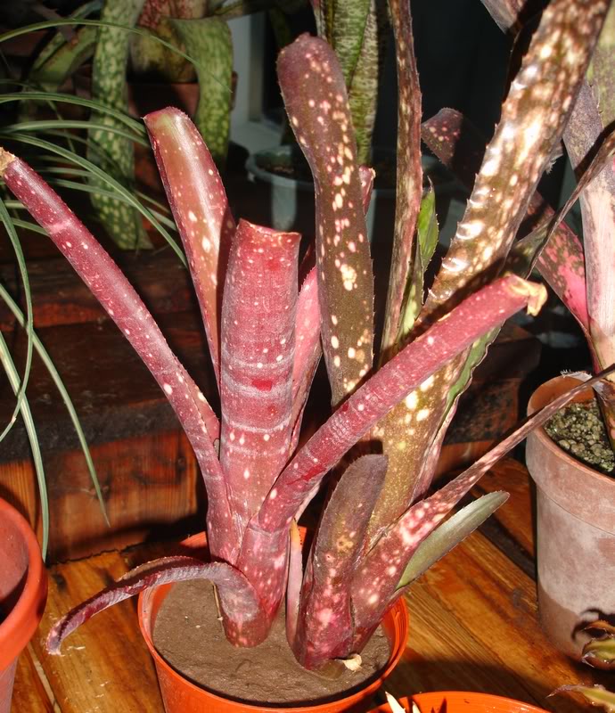 BROMELIEN21.jpg