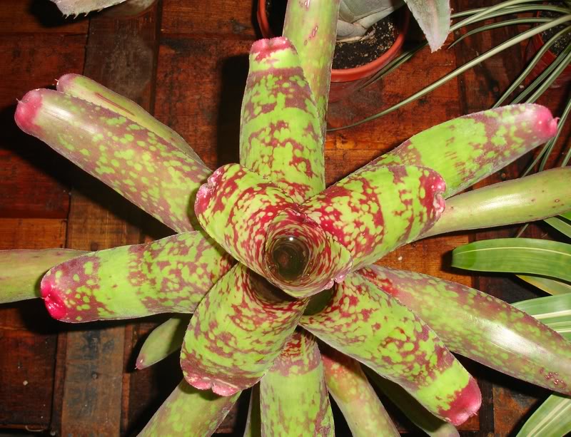 BROMELIEN22.jpg