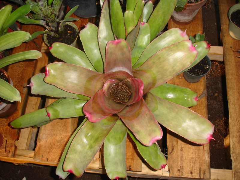 BROMELIEN23.jpg