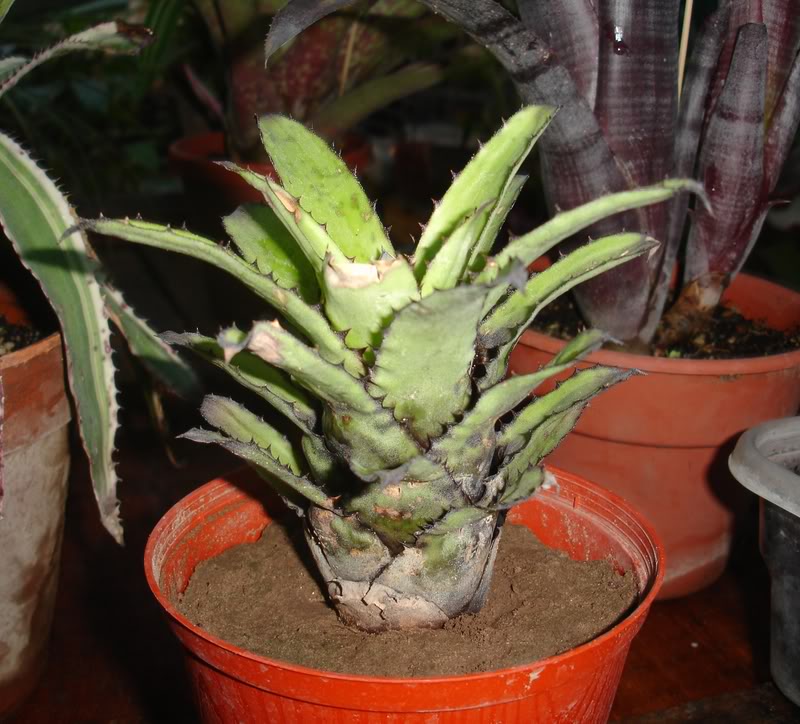 BROMELIEN3.jpg