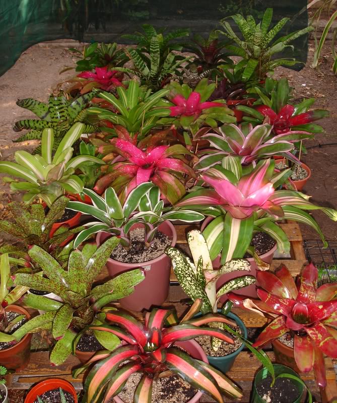 BROMELIEN33.jpg