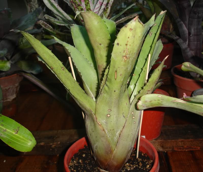BROMELIEN4.jpg