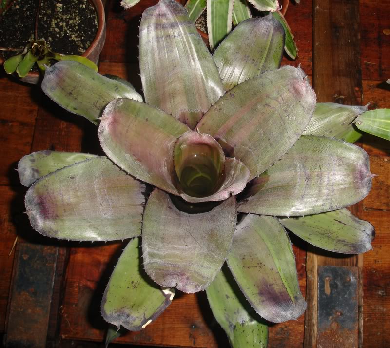 BROMELIEN5.jpg