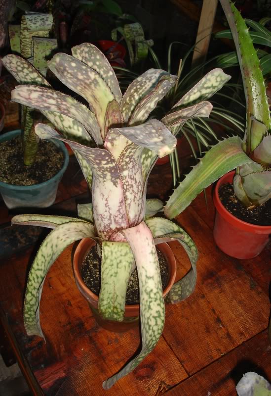 BROMELIEN6.jpg