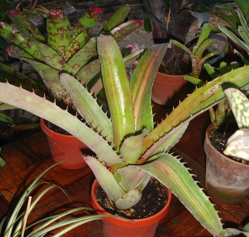 BROMELIEN7.jpg