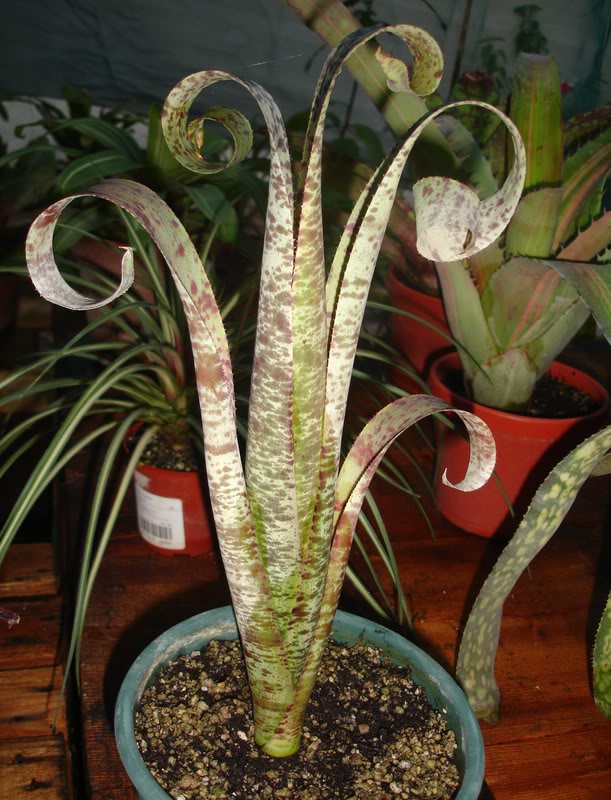 BROMELIEN8.jpg