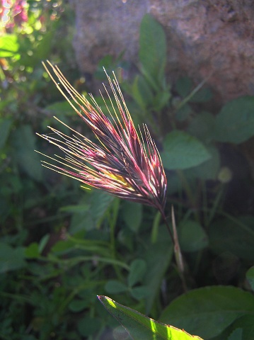 bromus_rubens.jpg