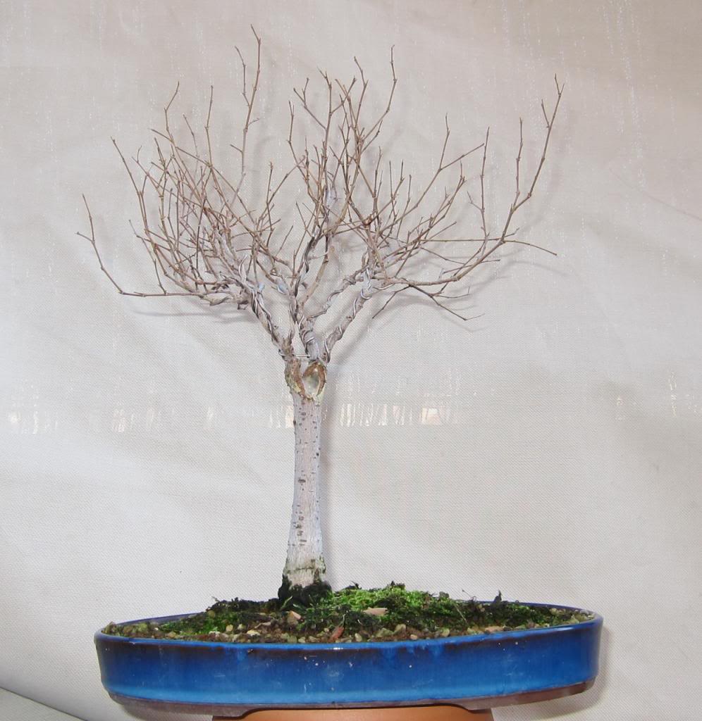 broom2_zps701b8be1.jpg