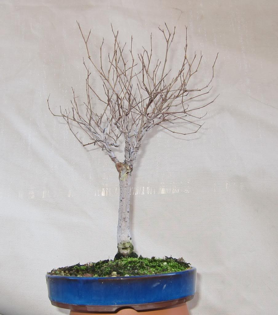 broom4_zps1a06c029.jpg