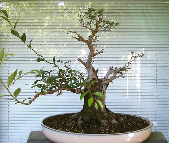 broom_elm_cut10.jpg
