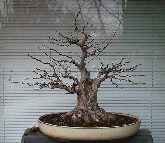 broomelm_12_30_10.jpg