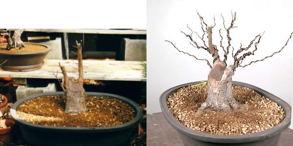 broomelm_beginnings.jpg