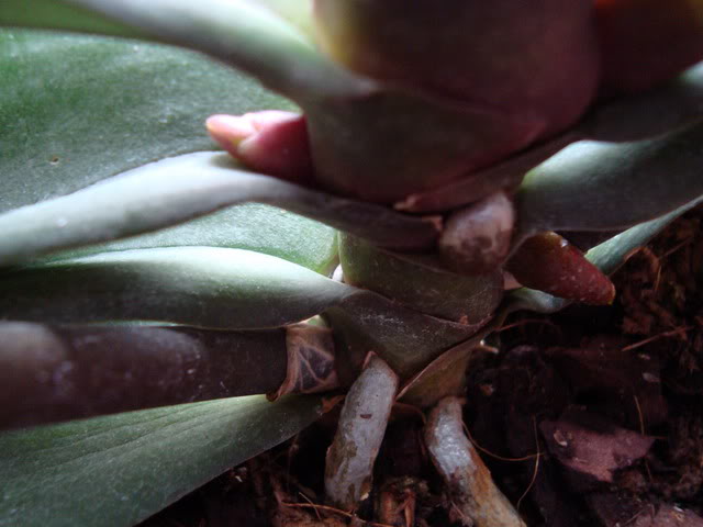 brote-1.jpg