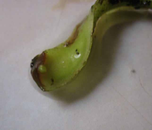 Brote%20corte%20de%20hoja.JPG