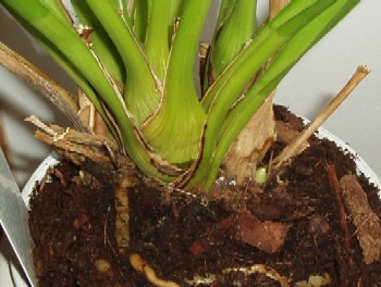 brote%20cymbidium.JPG