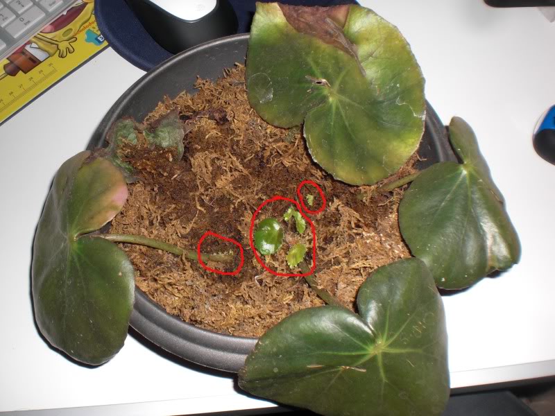 broteerythrophyla07042012.jpg
