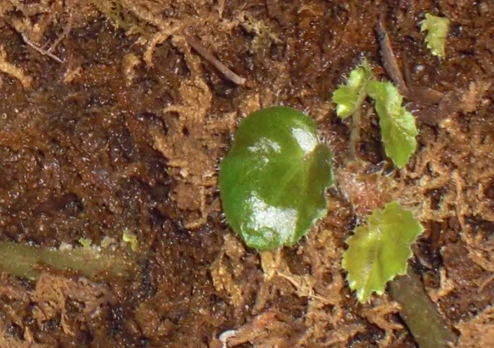 broteerythrophyla07042012_2.jpg