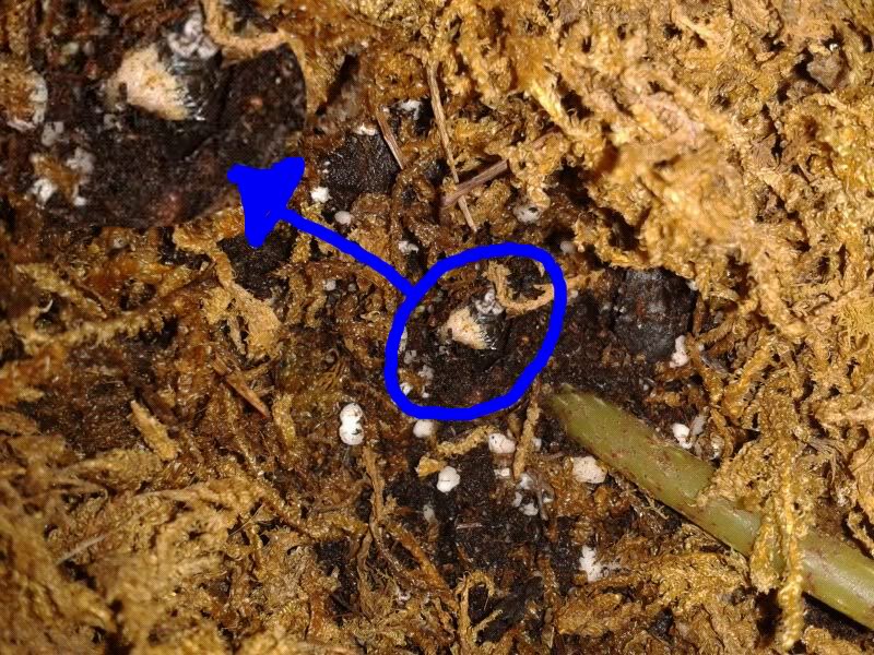 broteerythrophyla24032012.jpg