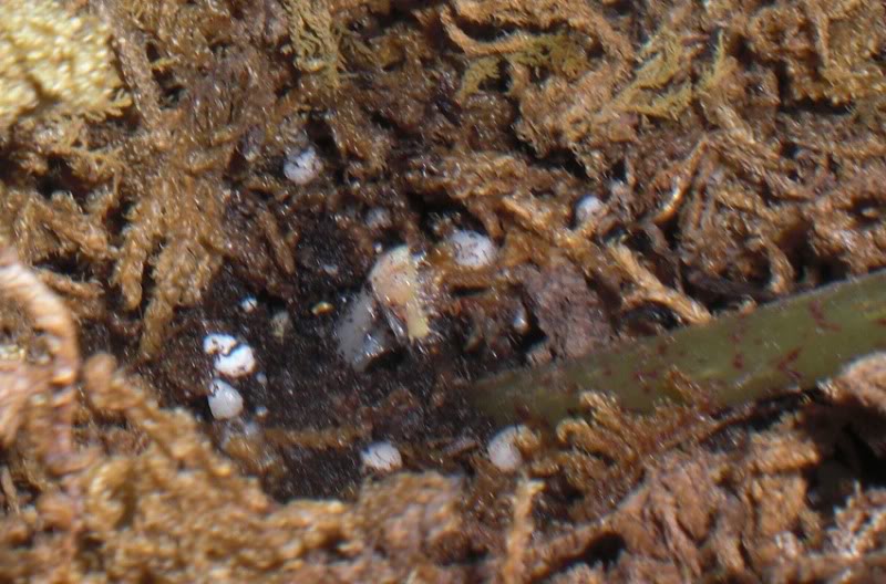 broteerythrophyla25032012.jpg