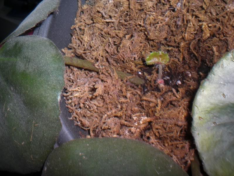broteerythrophyla30032012.jpg