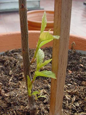 Brotes%20Pruno%201.jpg