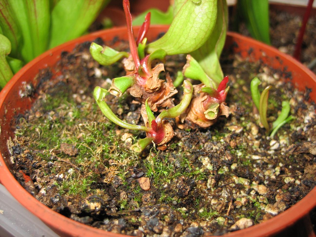 Brotes%20sarracenia%20II.%20Red..JPG