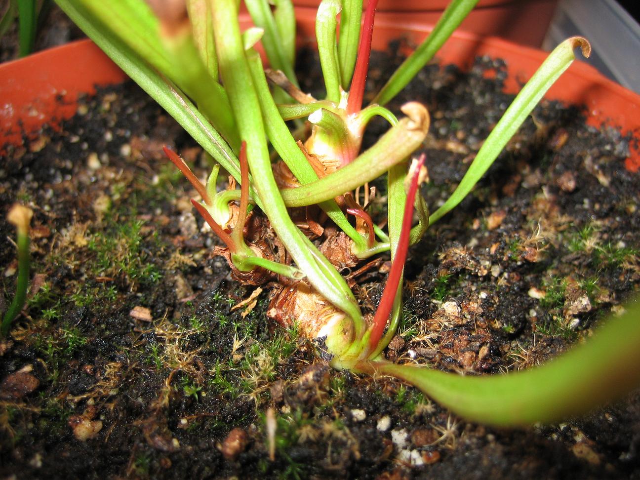Brotes%20sarracenia%20ps.%20Red..JPG