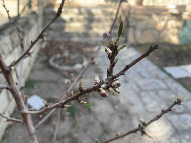 brotes-23febr05.jpg