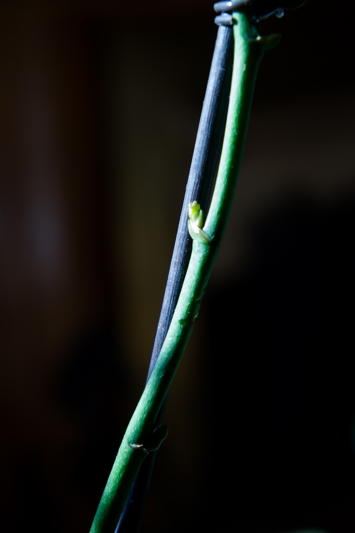 brotes-3.JPG