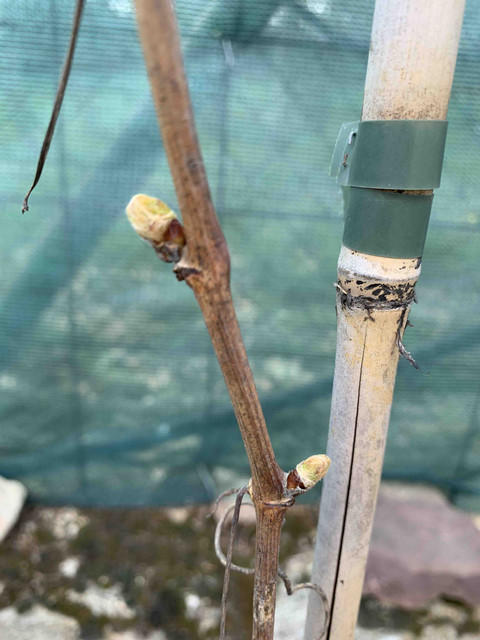 brotes-abr-01.jpg