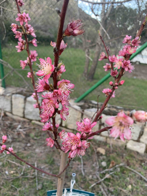 brotes-abr-02.jpg